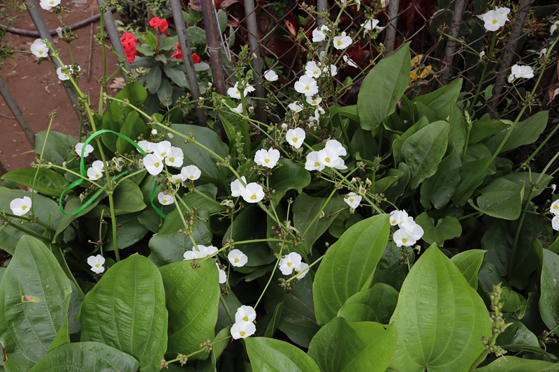 Ảnh hưởng của mật độ cây bách thủy tiên (Echinodorus cordifolius) đến khả năng sinh trưởng và hiệu suất xử lý nước thải đô thị