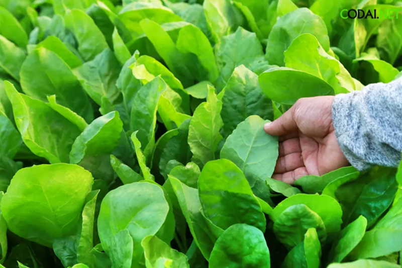 Nhân giống cây bina chaya (Cnidoscolus aconitifolius) bằng phương pháp giâm hom