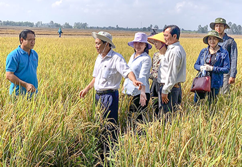 Ảnh hưởng của chính sách tái cơ cấu nông nghiệp đến tăng trưởng kinh tế và năng suất lao động nông nghiệp của thành phố Cần Thơ