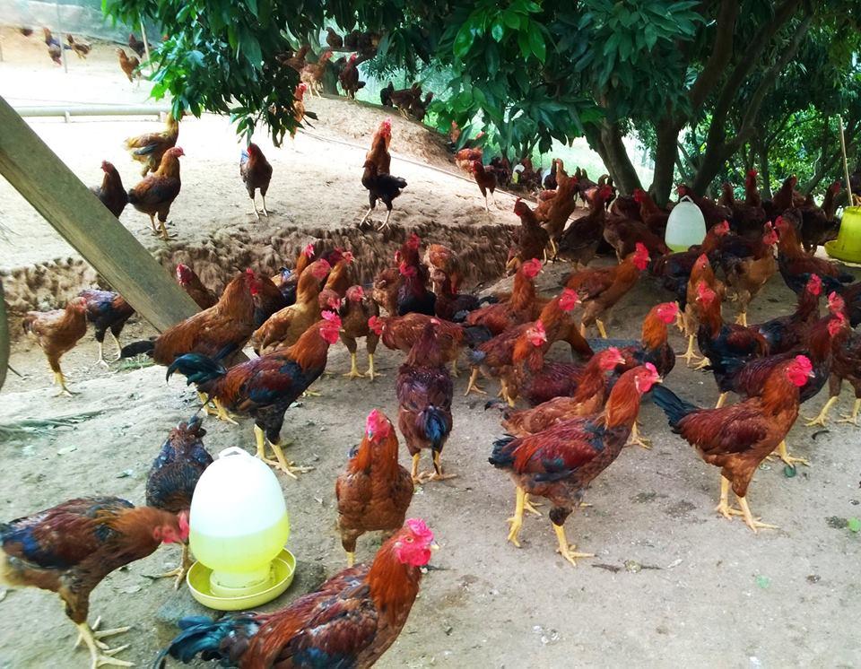 Gà chọi Dabaco: Mô hình toán học phi tuyến giúp dự đoán tỷ lệ đẻ chính xác hơn