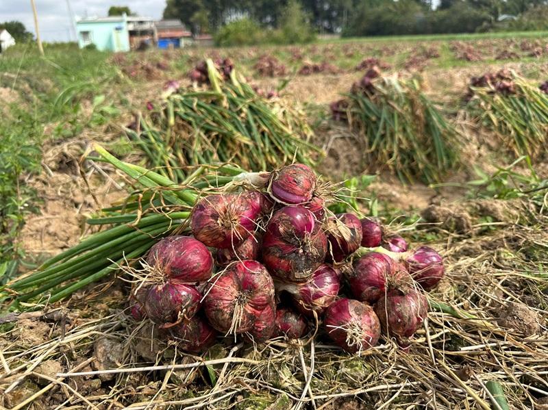 Hành tím Vĩnh Châu - Sắc tím từ đất mặn, hương vị vươn xa