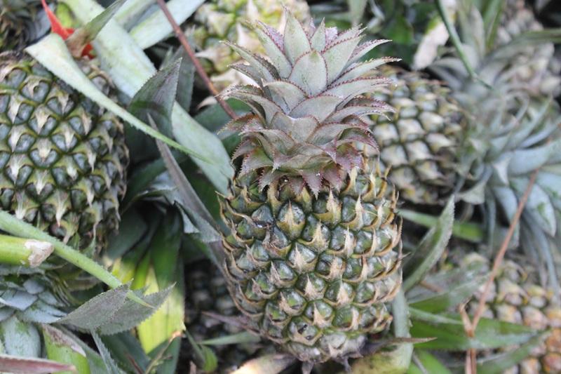 Hương vị miền Tây trong từng trái khóm