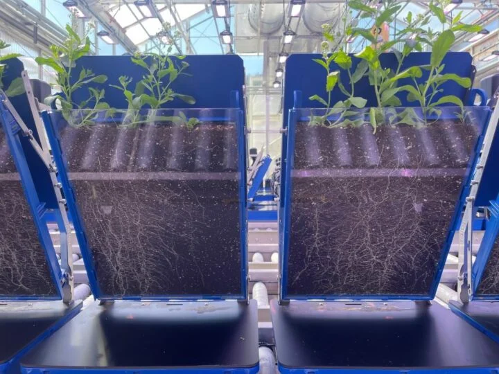 Nền tảng robot tự động đầu tiên giúp tăng tốc khám phá hệ rễ cây trồng