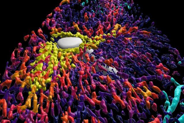 Kiến trúc tế bào gan người được tái tạo 3D: Bước tiến cho công nghệ sinh học